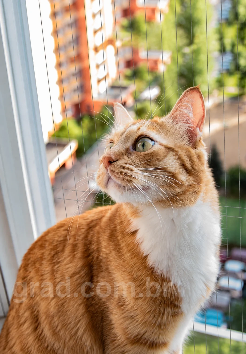Gato laranja e branco junto à janela, com cabos de proteção ao fundo